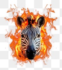PNG photo of *Zebra* on Fire flame realistic, isolated on black background --ar 3:2