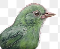 PNG Bird animal green beak. AI generated Image by rawpixel.