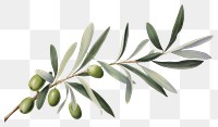 PNG Olive tree plant leaf white background freshness