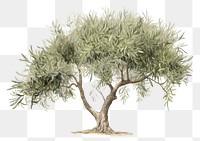 PNG Olive tree plant outdoors sketch white background. 