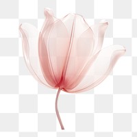 PNG Tulip flower petal plant rose