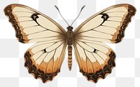 PNG Butterfly fragility wildlife animal