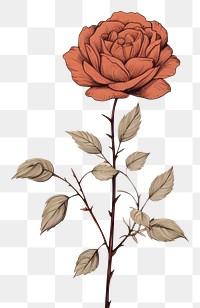 PNG Floral pattern drawing flower. AI generated Image by rawpixel.