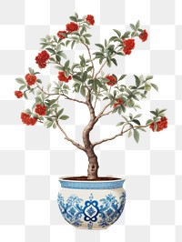 PNG  Potted plant bonsai flower tree