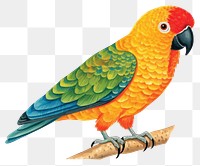 PNG Cute sunconure parrot animal bird beak. AI generated Image by rawpixel.