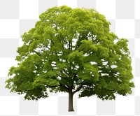 PNG Tree plant maple  