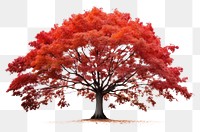 PNG Maple tree plant leaf. AI generated Image by rawpixel.