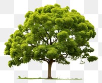 PNG Cadar tree plant white background tranquility. AI generated Image by rawpixel.