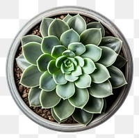 PNG Top view striped small succulent with offshoot in a grey concrete pot plant leaf white background. 