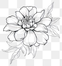 PNG  Flower drawing sketch plant