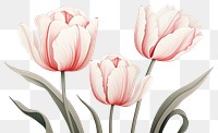 PNG Tulips blossom flower plant. AI generated Image by rawpixel.