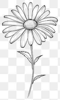 PNG  Daisy sketch drawing flower. AI generated Image by rawpixel.