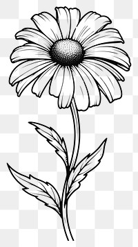 PNG  Flower dasiy sketch drawing plant. AI generated Image by rawpixel.
