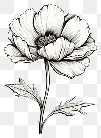 PNG  Flower drawing sketch white. AI generated Image by rawpixel.