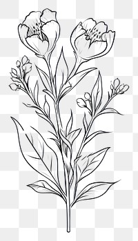 PNG  Floral sketch drawing flower. AI generated Image by rawpixel.