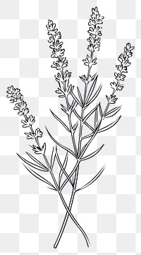 PNG  Lavender flower sketch drawing plant