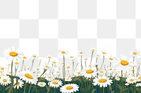 PNG Dasiy flower field outdoors nature summer. AI generated Image by rawpixel.
