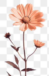 PNG Flower background outdoors nature petal. AI generated Image by rawpixel.