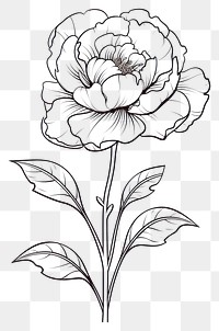 PNG  Peony sketch drawing white. AI generated Image by rawpixel.