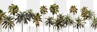 PNG Palm trees backgrounds outdoors nature. AI generated Image by rawpixel.