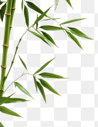 PNG Bamboo backgrounds plant white background