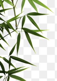 PNG Bamboo backgrounds plant leaf. AI generated Image by rawpixel.