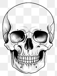 PNG  Skull sketch drawing white background. AI generated Image by rawpixel.