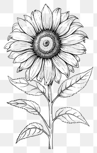 PNG  Sunflower sketch drawing plant