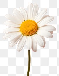 PNG A daisy flower petal plant. AI generated Image by rawpixel.