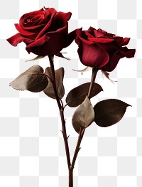PNG Roses flower petal plant. AI generated Image by rawpixel.