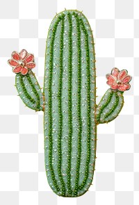 PNG Cactus plant green freshness. AI generated Image by rawpixel.