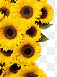 PNG  Sunflower backgrounds yellow petal. AI generated Image by rawpixel.