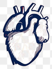 PNG Heart organ antioxidant creativity medical. AI generated Image by rawpixel.