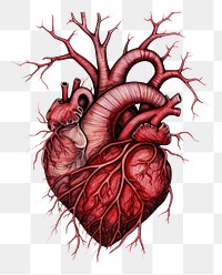 PNG Heart drawing sketch illustrated