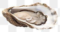 Photo of a *oyster* ,full body, isolated on white background --ar 3:2