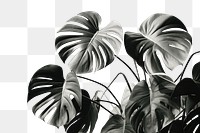 PNG Monstera plant leaf backgrounds. AI generated Image by rawpixel.