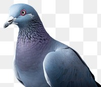 PNG A pigeon animal bird blue. 