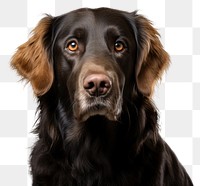 PNG A black golden retriever portrait animal mammal. AI generated Image by rawpixel.