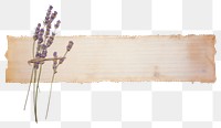 PNG  Dry lavender flower plant old
