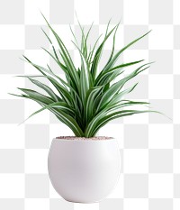 PNG Plam plant in white pot vase bromeliaceae houseplant. AI generated Image by rawpixel.