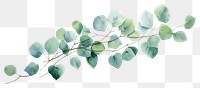 PNG Eucalyptus leaves plant leaf white background