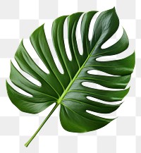 PNG Tropical leaves plant leaf white background. AI generated Image by rawpixel.