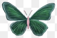 PNG Butterfly insect animal sketch. AI generated Image by rawpixel.