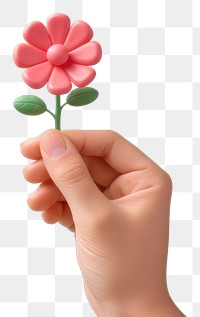 PNG Hand holding flower petal plant inflorescence. AI generated Image by rawpixel.