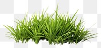 PNG  Grass plant green lawn