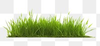 PNG  Grass plant green lawn. AI generated Image by rawpixel.