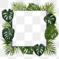 PNG Monstera green backgrounds plant. AI generated Image by rawpixel.