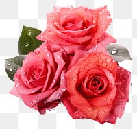 PNG  Roses flower petal plant. AI generated Image by rawpixel.