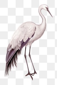 PNG Crane animal bird waterfowl. AI generated Image by rawpixel.
