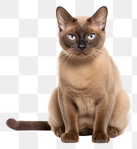 PNG Burmese cat animal mammal pet. 